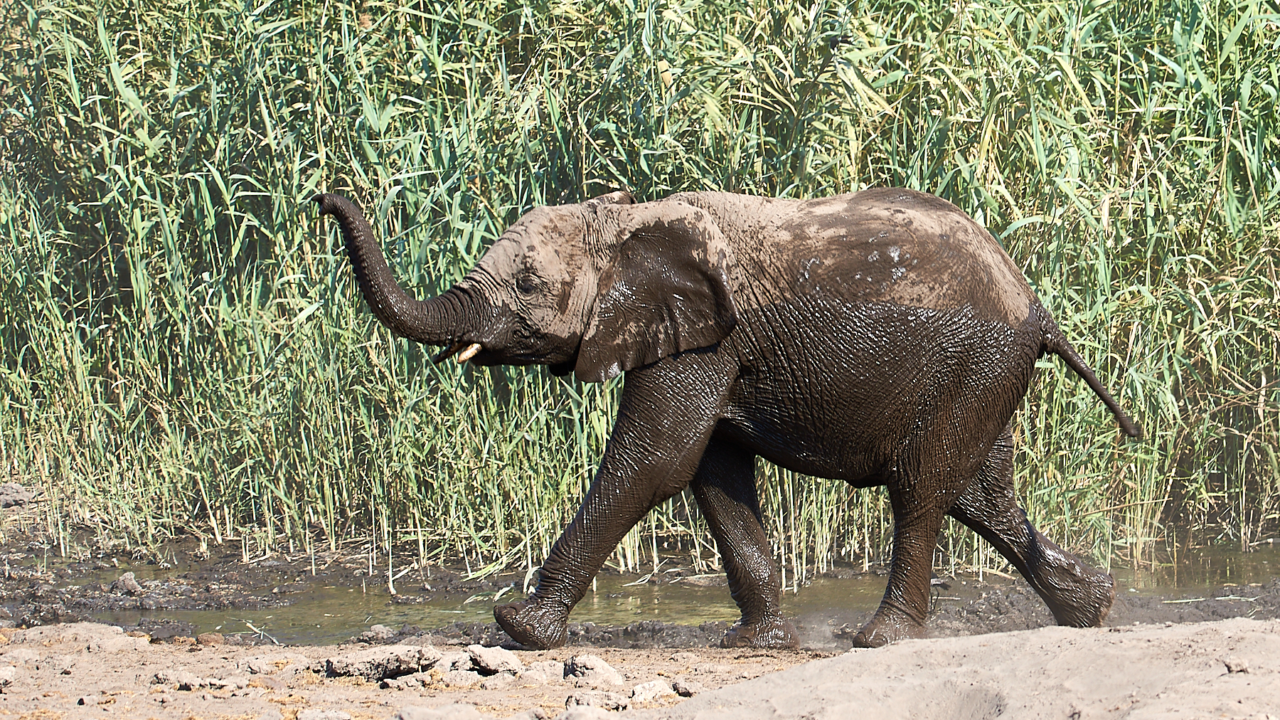 Elephant
