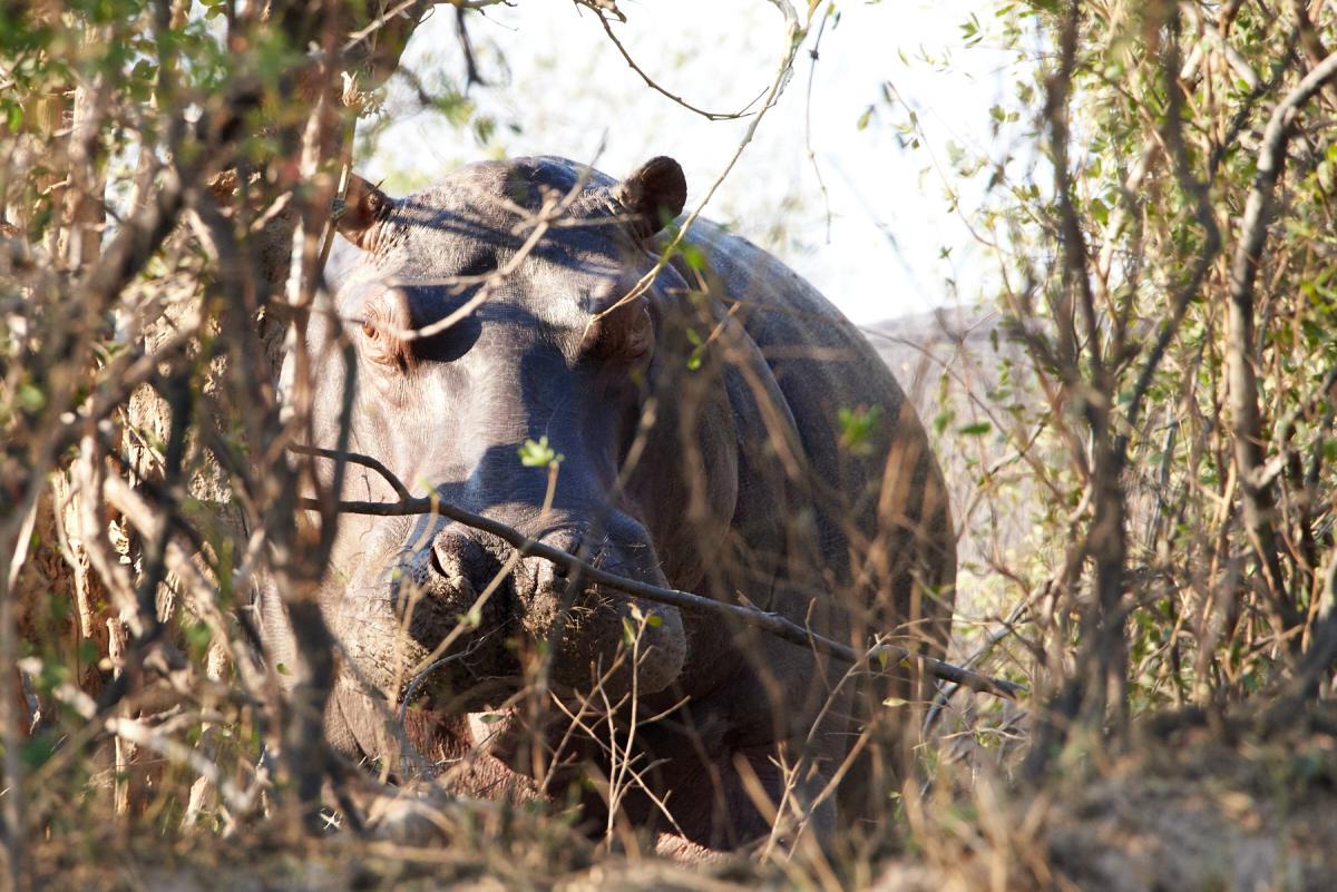 Hippotamus