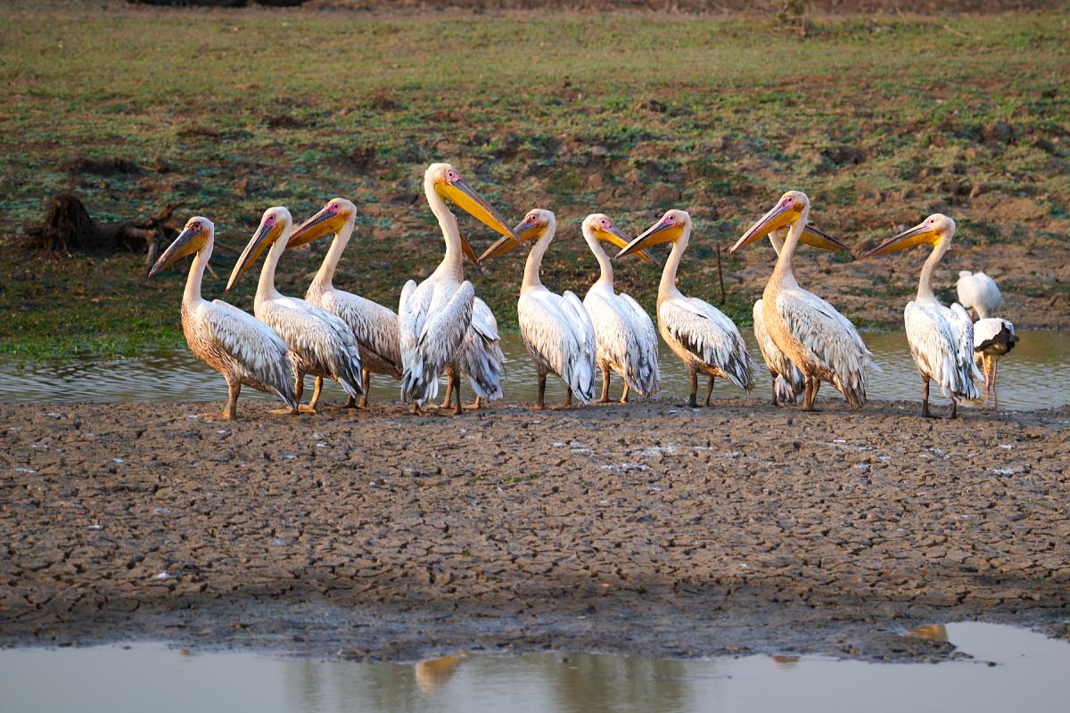 Pelicans