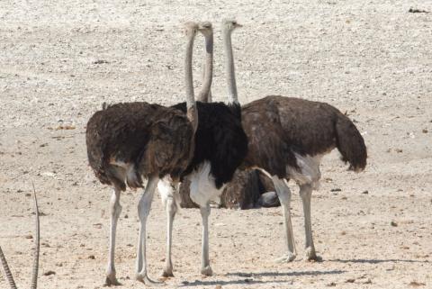 Ostrich