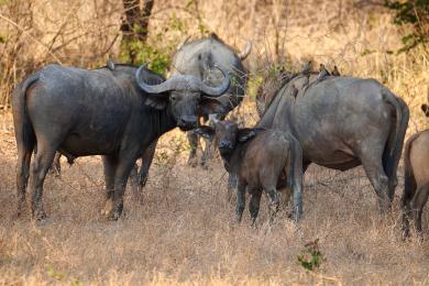 Buffalo