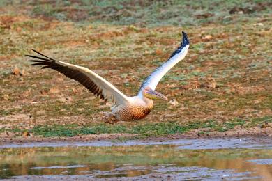 Pelicans