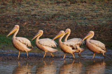 Pelicans